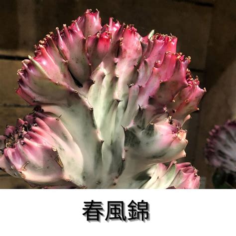 春峰錦照顧|伊葉植物社